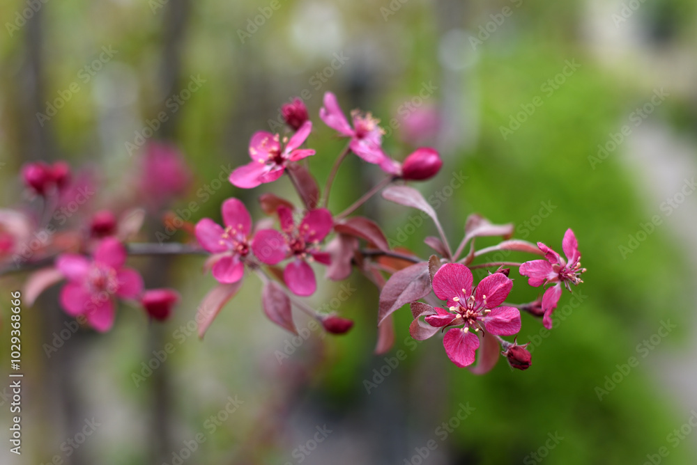 Blooming tree branches. Spring flowering. Macro Blooming tree branches. Spring flowering. Macro