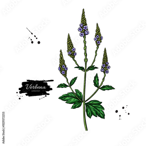 Verbena drawing. Vector hand drawn plant.