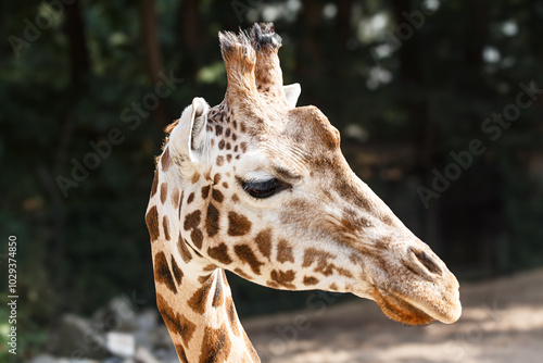 Photography portrait of a giraffe