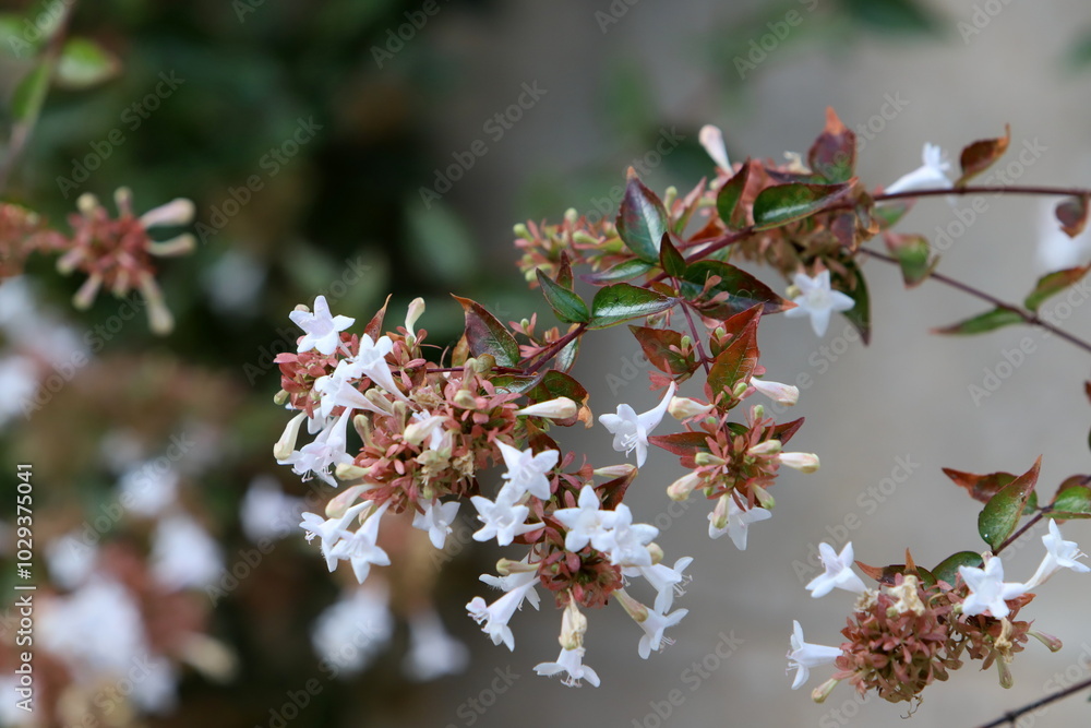 Natural background in city park. Abstract nature wallpaper. Natural background in city park. Abstract nature wallpaper.