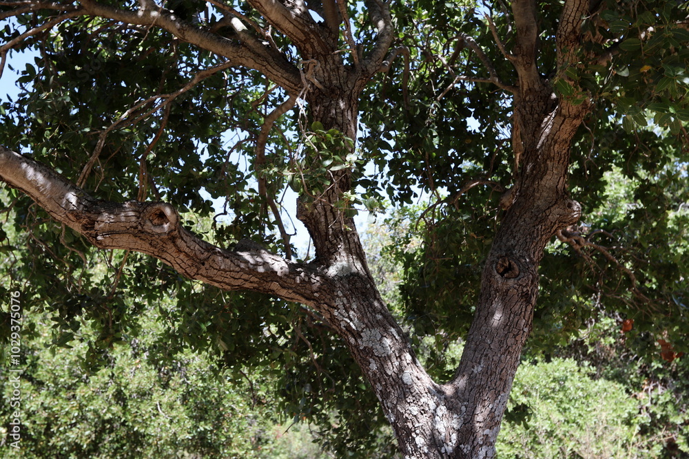 Natural background in city park. Abstract nature wallpaper.