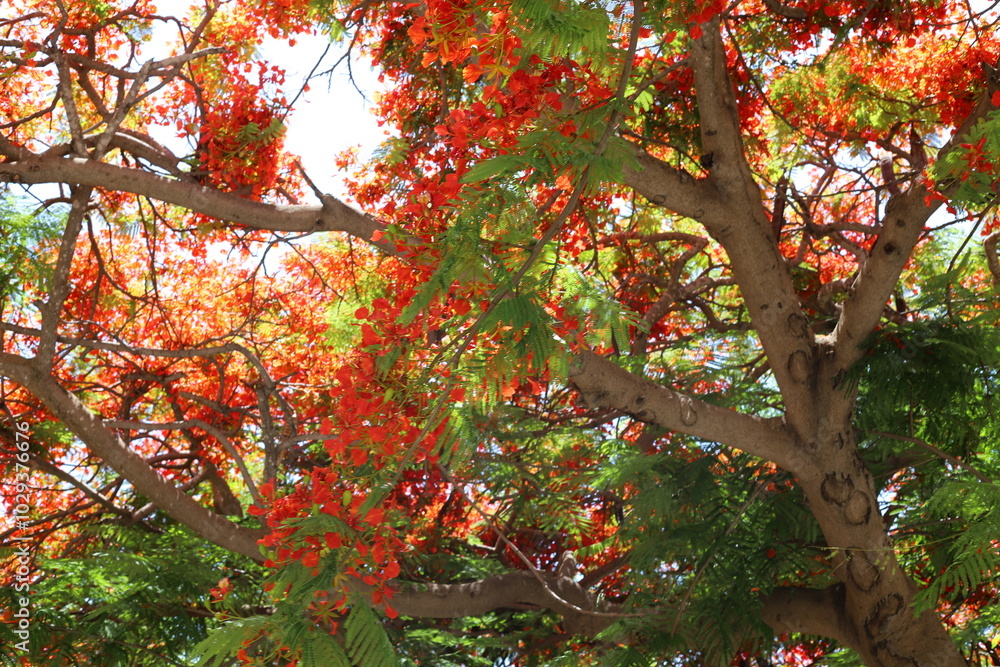 Natural background in city park. Abstract nature wallpaper. Natural background in city park. Abstract nature wallpaper.