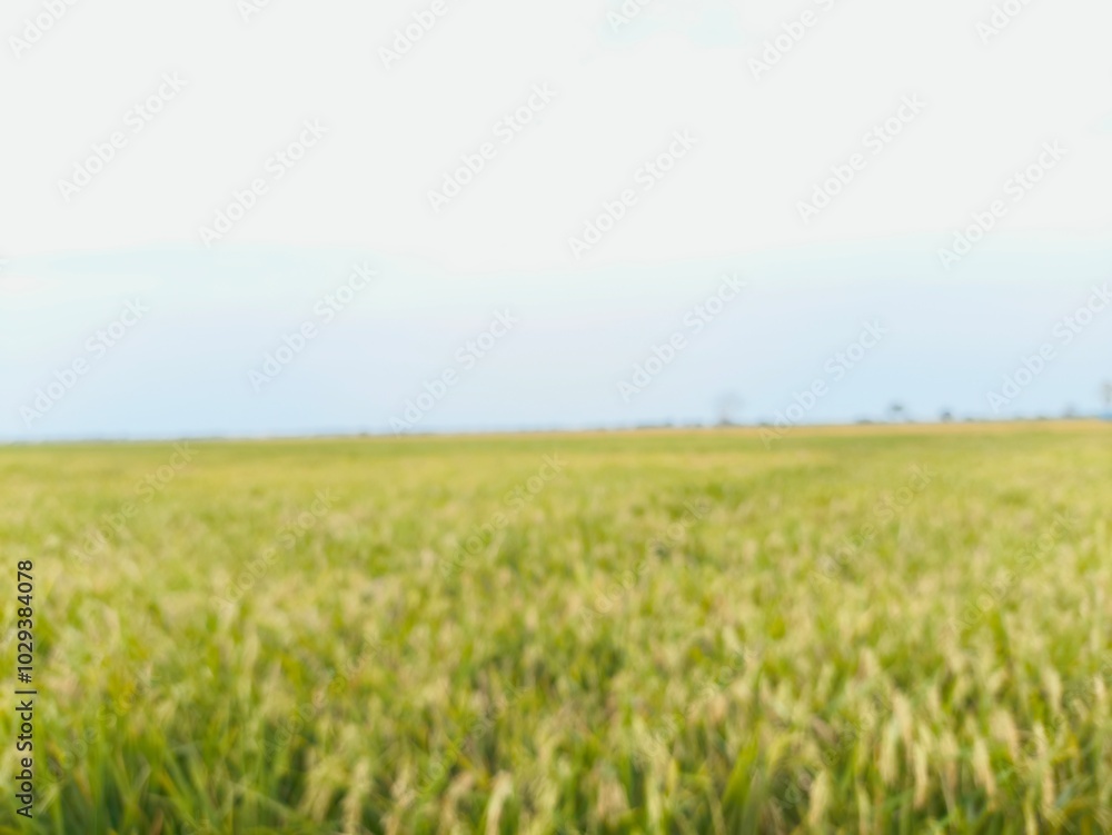 Obraz premium wheat field and sky