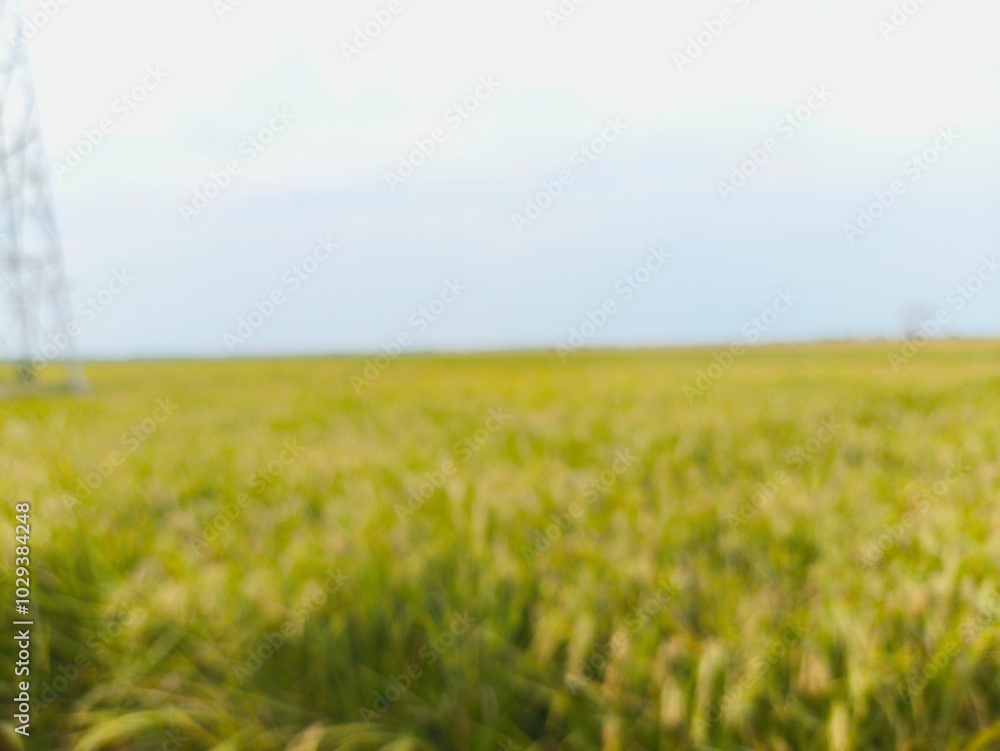 Obraz premium The green rice is ready for harvest