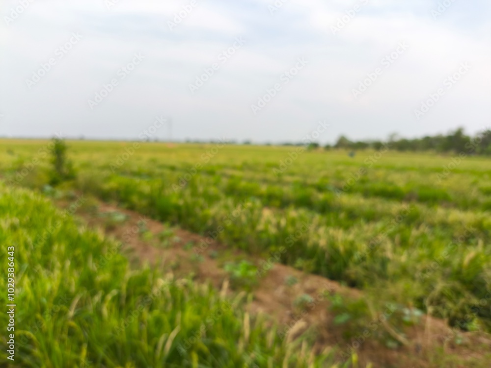 The green rice is ready for harvest The green rice is ready for harvest