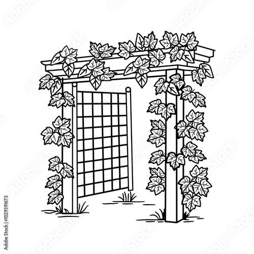 Hand drawn illustration of a vine trellis with climbing vines