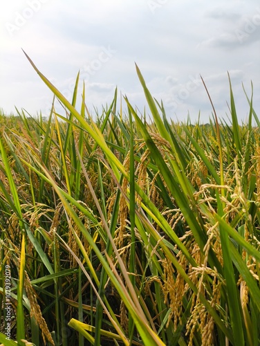 The green rice is ready for harvest