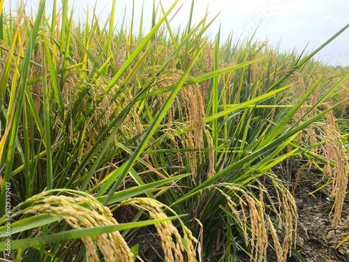 The green rice is ready for harvest