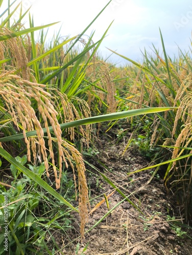 The green rice is ready for harvest