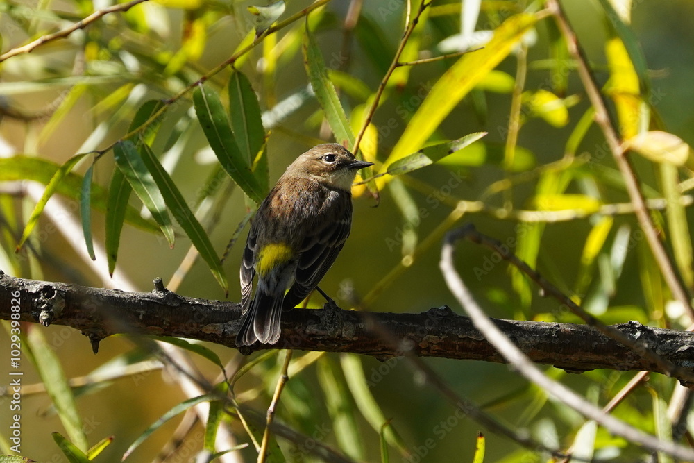 The yellow-rumped warbler (Setophaga coronata) is a regular North American bird species that can be commonly observed all across the continent. The yellow-rumped warbler (Setophaga coronata) is a regular North American bird species that can be commonly observed all across the continent.
