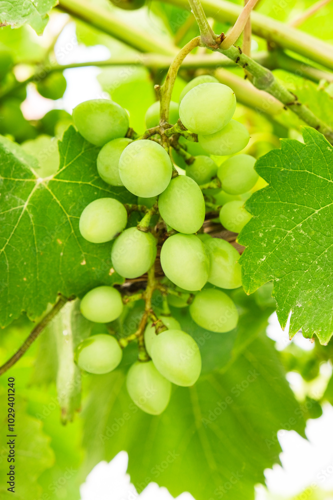 A bunch of green grapes hanging from a vine