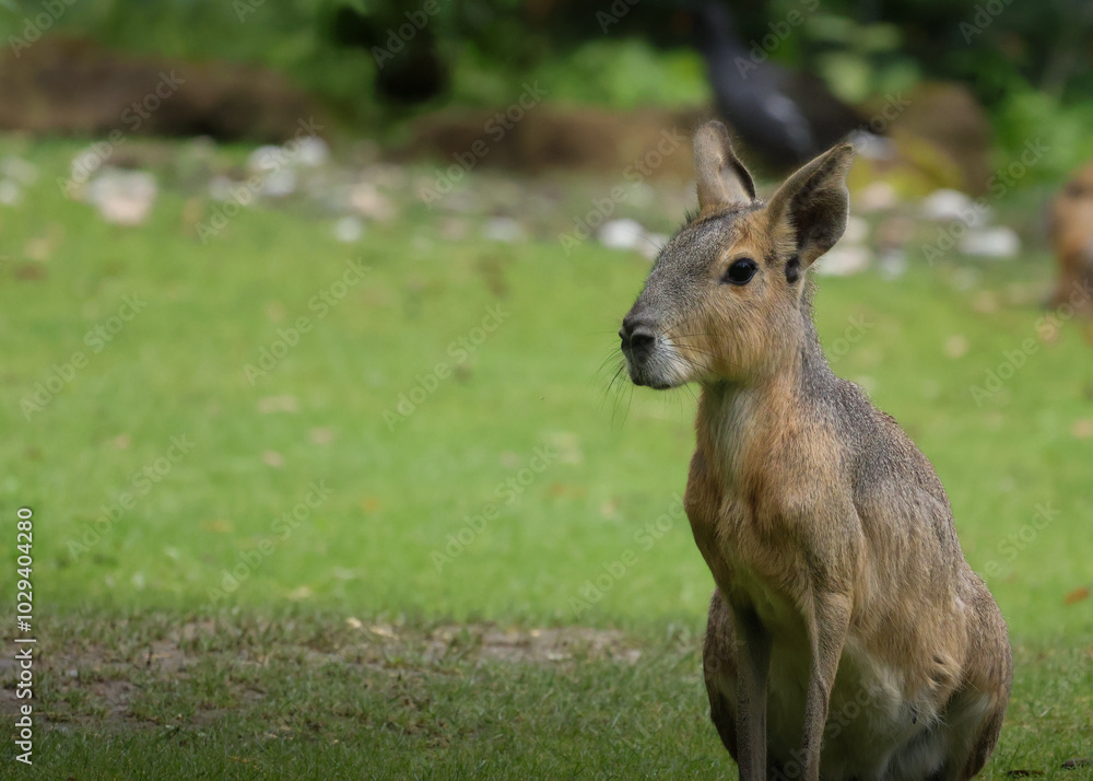 Fototapeta premium Patagonian mara in the grass.