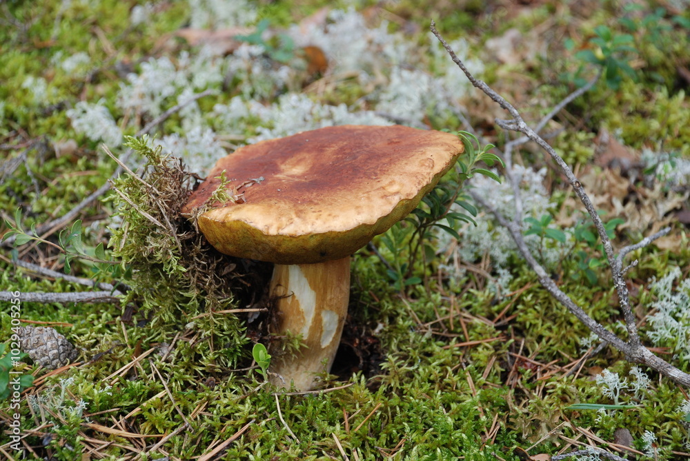 Boletus among moss. A medium-sized edible mushroom, Boletus edulis, has grown among lichen, moss, fallen needles and branches. The porcini mushroom has a white-brown stem and a dark brown round cap. Boletus among moss. A medium-sized edible mushroom, Boletus edulis, has grown among lichen, moss, fallen needles and branches. The porcini mushroom has a white-brown stem and a dark brown round cap.