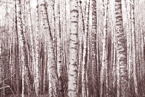 white birches with birch bark in birch grove among other birches