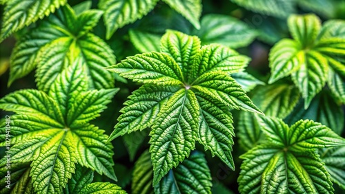 Plant with green leaves macro shot photo