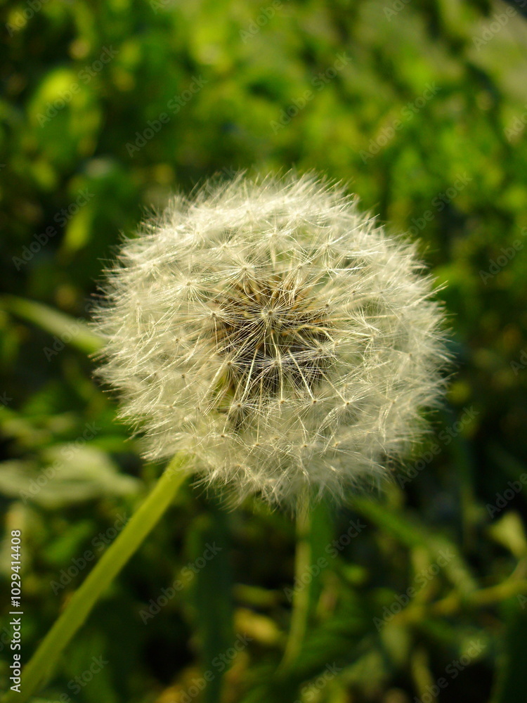 Obraz premium Common dandelion, Taraxacum officinale - green stem with seeds, close-up shot. Topics: blooming, botany, beauty of nature, macro, ecology, natural environment, flora, garden, season