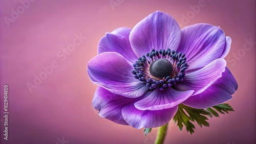 Purple anemone flower blooming on dusty pink background in wide-angle shot