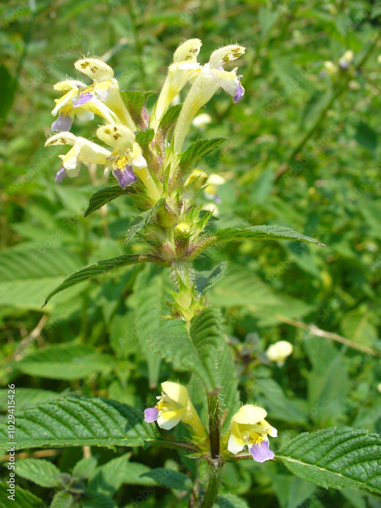 Field flowers Greater yellow-rattle, Rhinanthus angustifolius in meadow - close-up shot. Topics: blooming, botany, beauty of nature, macro, ecology, natural environment, flora, fauna, season