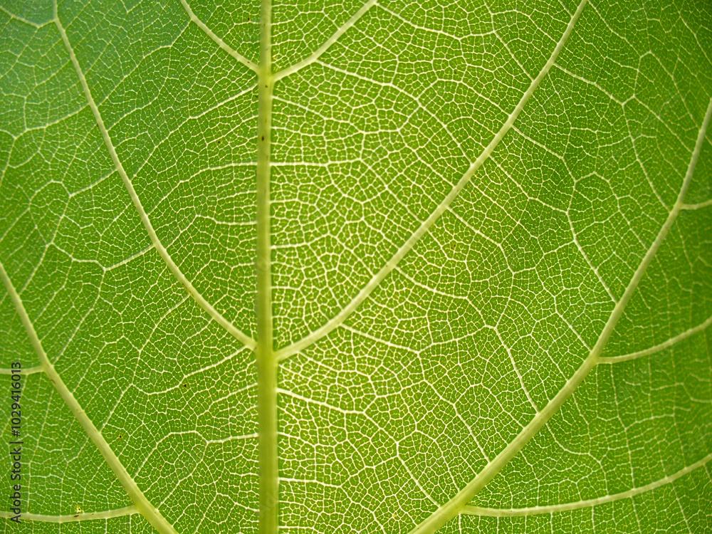 Grape bush leaf texture and pattern - green natural background. Topics: botany, beauty of nature, macro, wallpaper, ecology, natural environment, flora Grape bush leaf texture and pattern - green natural background. Topics: botany, beauty of nature, macro, wallpaper, ecology, natural environment, flora