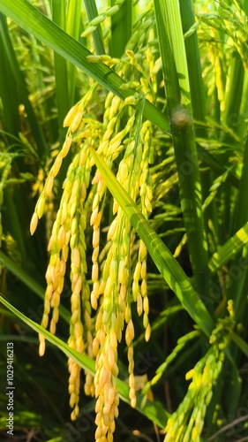 The green rice is ready for harvest