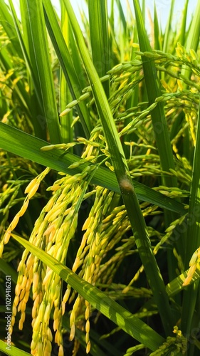 The green rice is ready for harvest