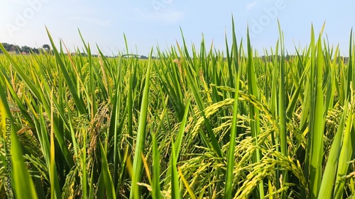 The green rice is ready for harvest