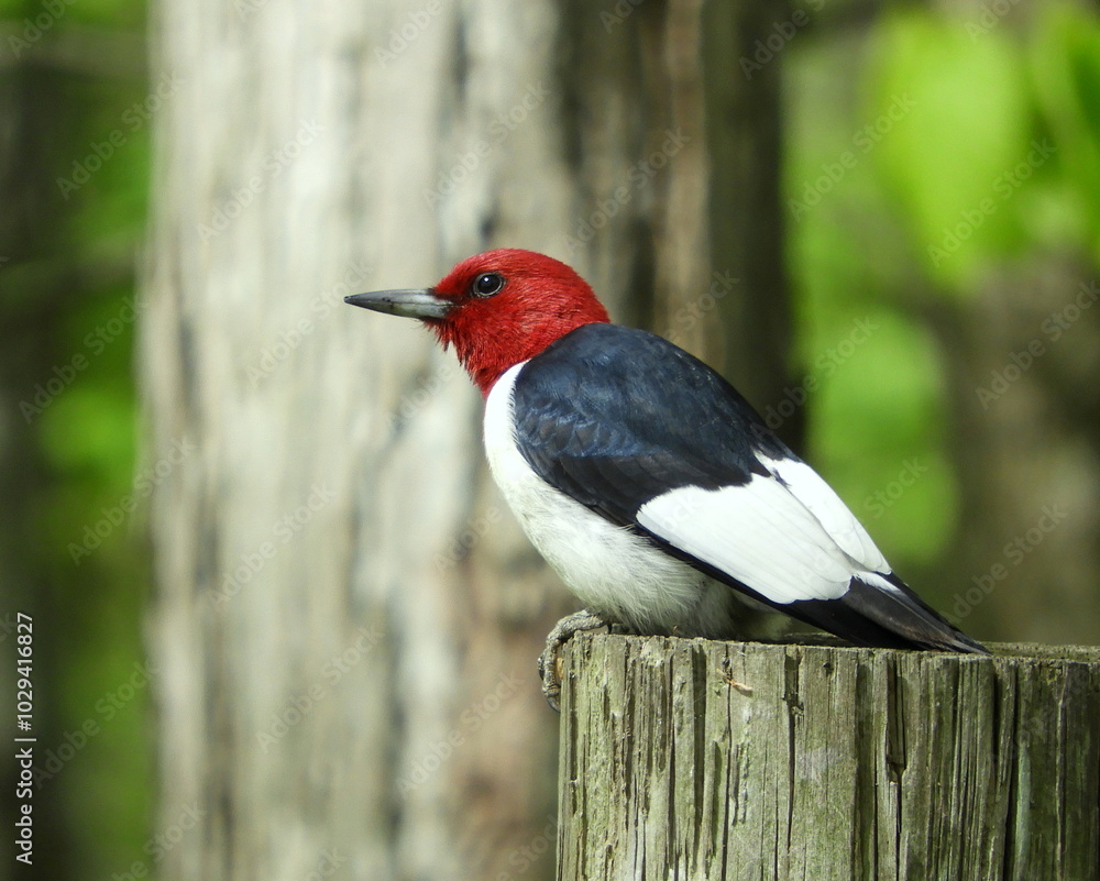 Fototapeta premium Red-headed Woodpecker (Melanerpes erythrocephalus) North American Bird