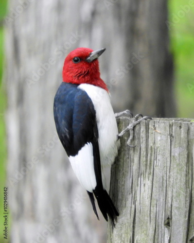 Red-headed Woodpecker (Melanerpes erythrocephalus) North American Bird