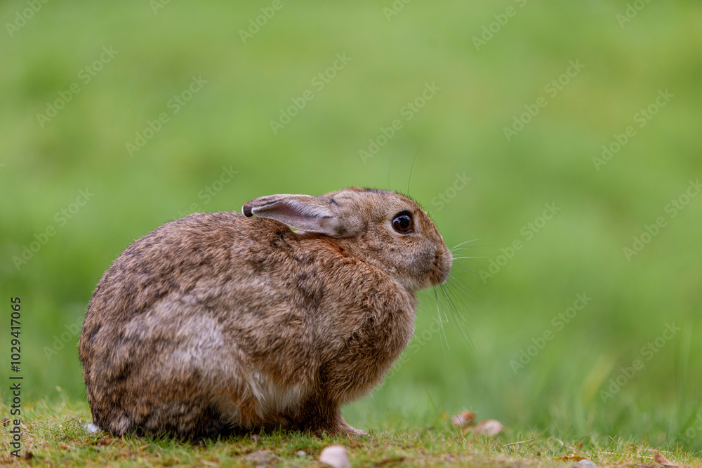 Fototapeta premium Cute single Bunny Rabbit, Oryctolagus cuniculus on the green grass natural habitat environment, Wild Ireland