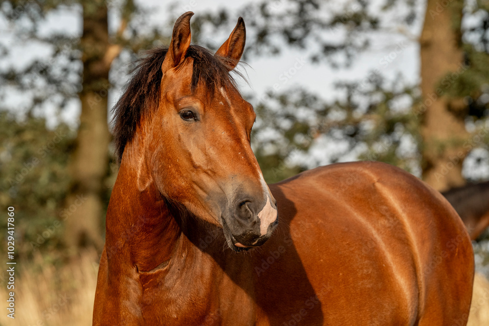 brown new forest pony horse portrait pretty bay brown new forest pony horse portrait pretty bay