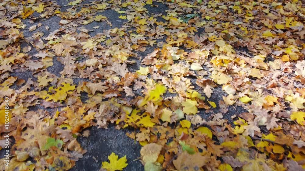 Walking autumn forest path with yellow leaves flying in wind look down close-up, moving forward Walking autumn forest path with yellow leaves flying in wind look down close-up, moving forward