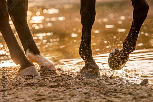 horse feet hoof hooves water natural sunset equine photo