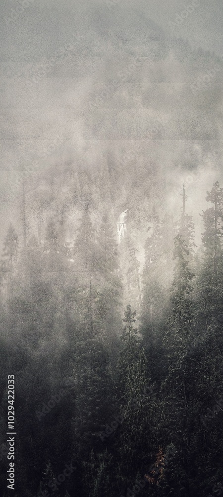 Fototapeta premium Fog and forest