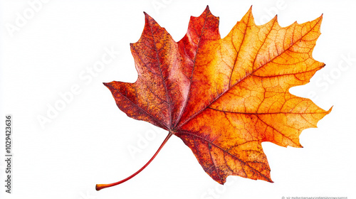 Yellow Maple Leaf Isolated on White Background Symbolizing Fall photo