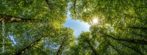 A wide-angle view of the canopy above, showcasing tall trees with lush green leaves against a clear blue sky