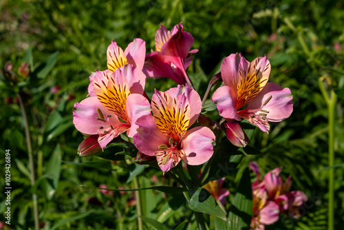 Alstroemeria blossom, Madeira, Portugal