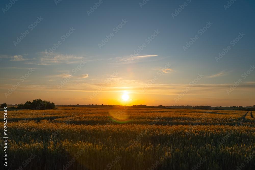 Sunset over a wheat field in spring Sunset over a wheat field in spring