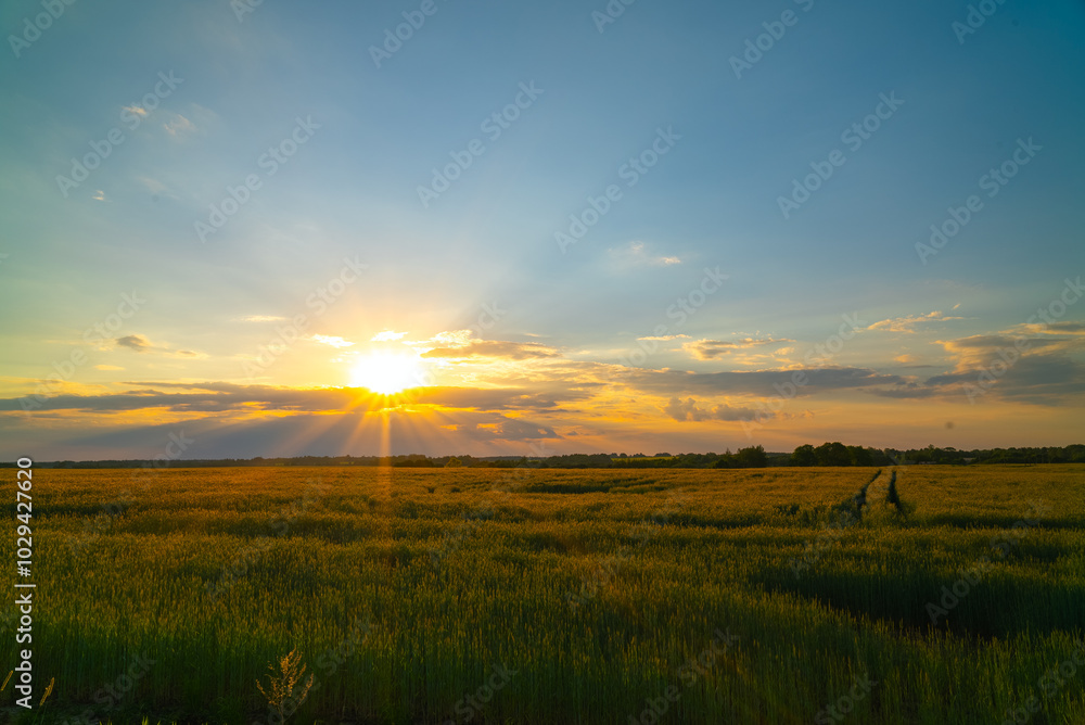 Fototapeta premium Sunset over a wheat field