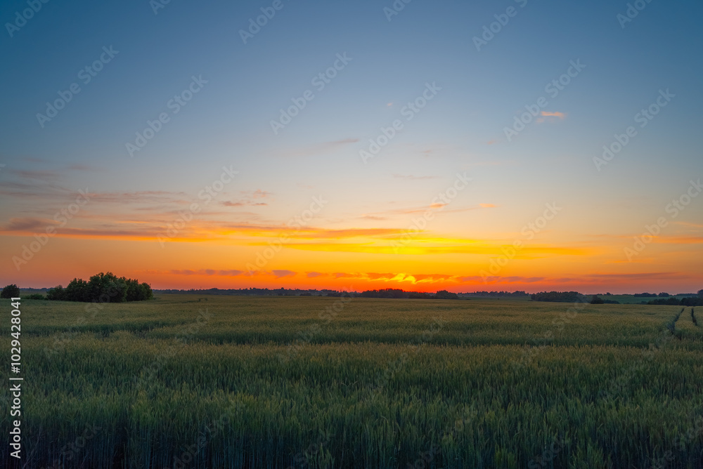 Sunset over a wheat field in spring Sunset over a wheat field in spring