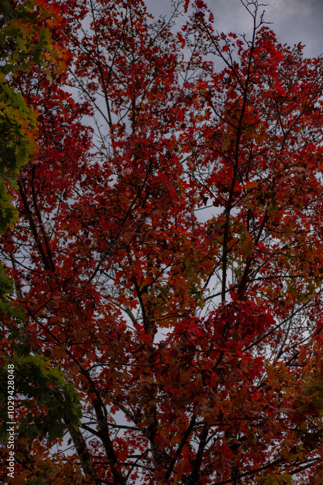 red autumn leaves red autumn leaves