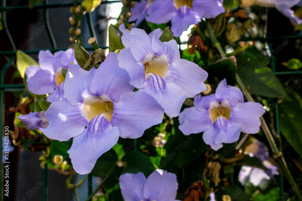 Obraz premium Detail of Thunbergia in the nature, Madeira, Portugal