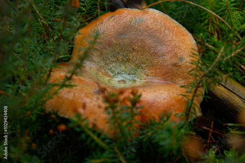 Incredible lactarius deliciosus in the mountains. photo