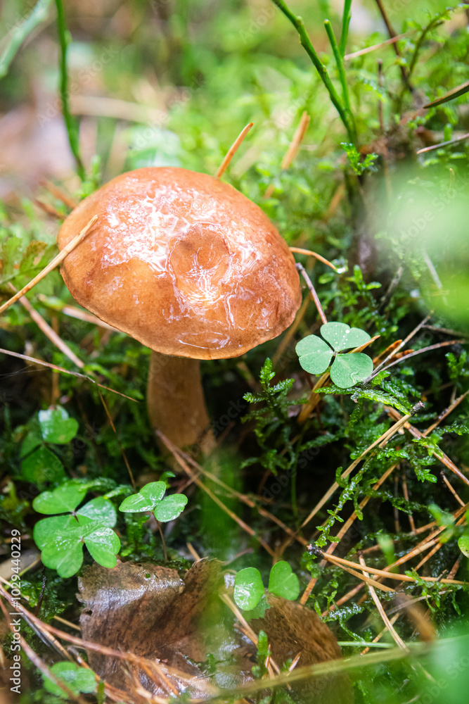 Mushroom in the forest