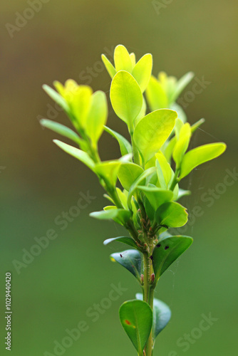 Box wilt, fungal disease photo