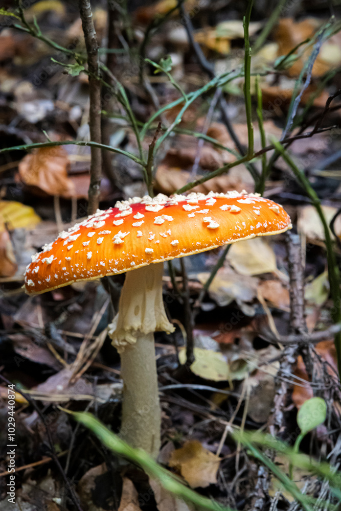 Fly-agaric mushroom in forest
