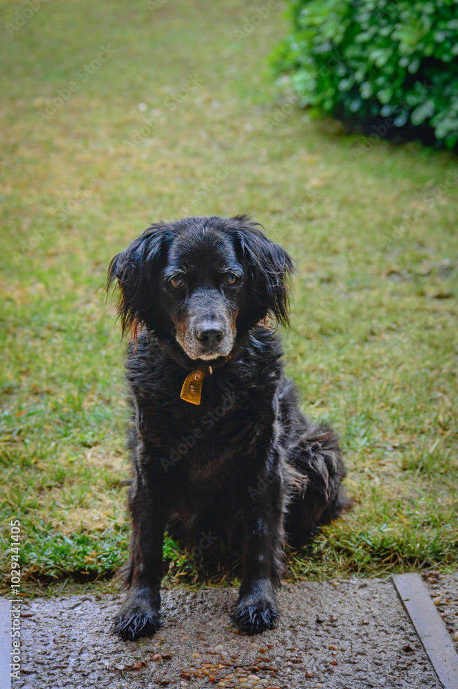 Black dog Black dog