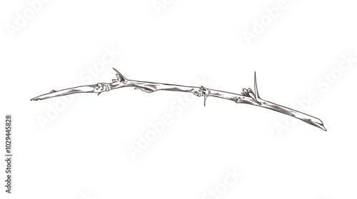 Vector graphics with twig with thin thorns and buds in a hand-drawn style