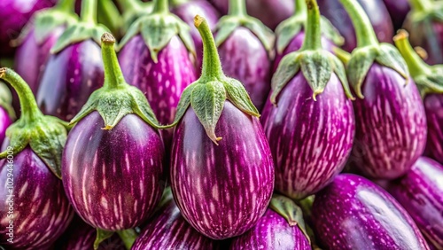Picking ripe purple eggplants with shallow depth of field