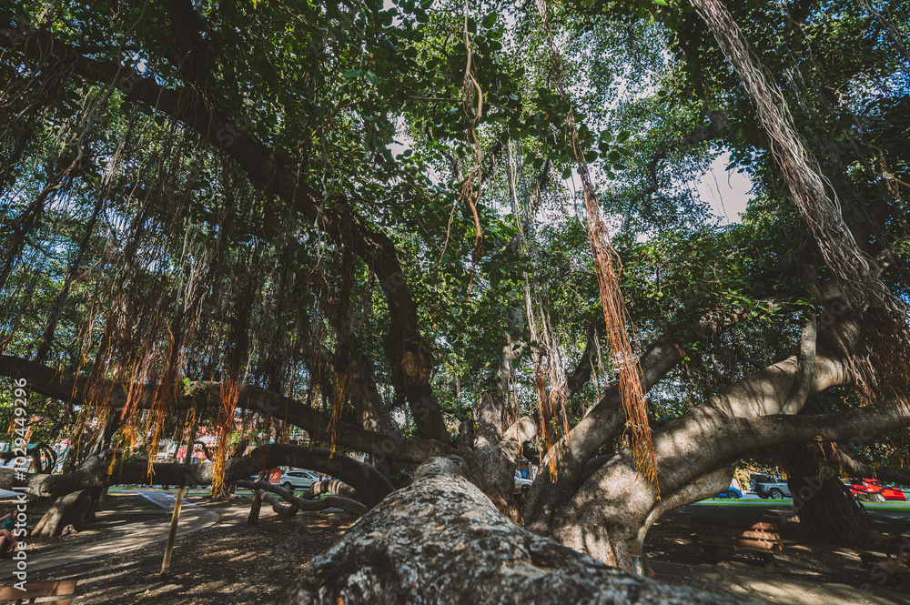 Majestic banyan tree with sprawling branches and hanging aerial roots ...