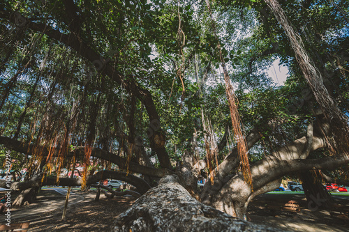 Majestic banyan tree with sprawling branches and hanging aerial roots in an urban park, providing a lush, serene natural canopy. 